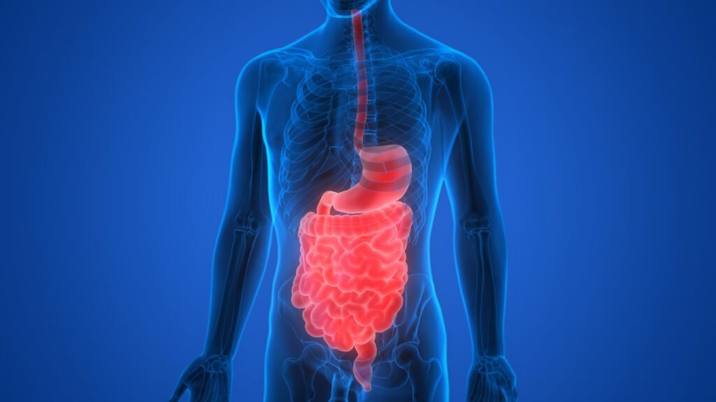 Human Digestive System Anatomy